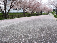 s-桜の絨毯.jpg