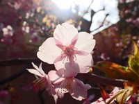s-透け桜３.jpg