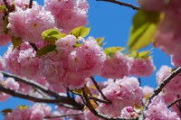 桜１１.jpg