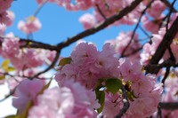 桜１２.jpg