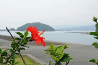 縮－竹が島ハイビスカス.jpg